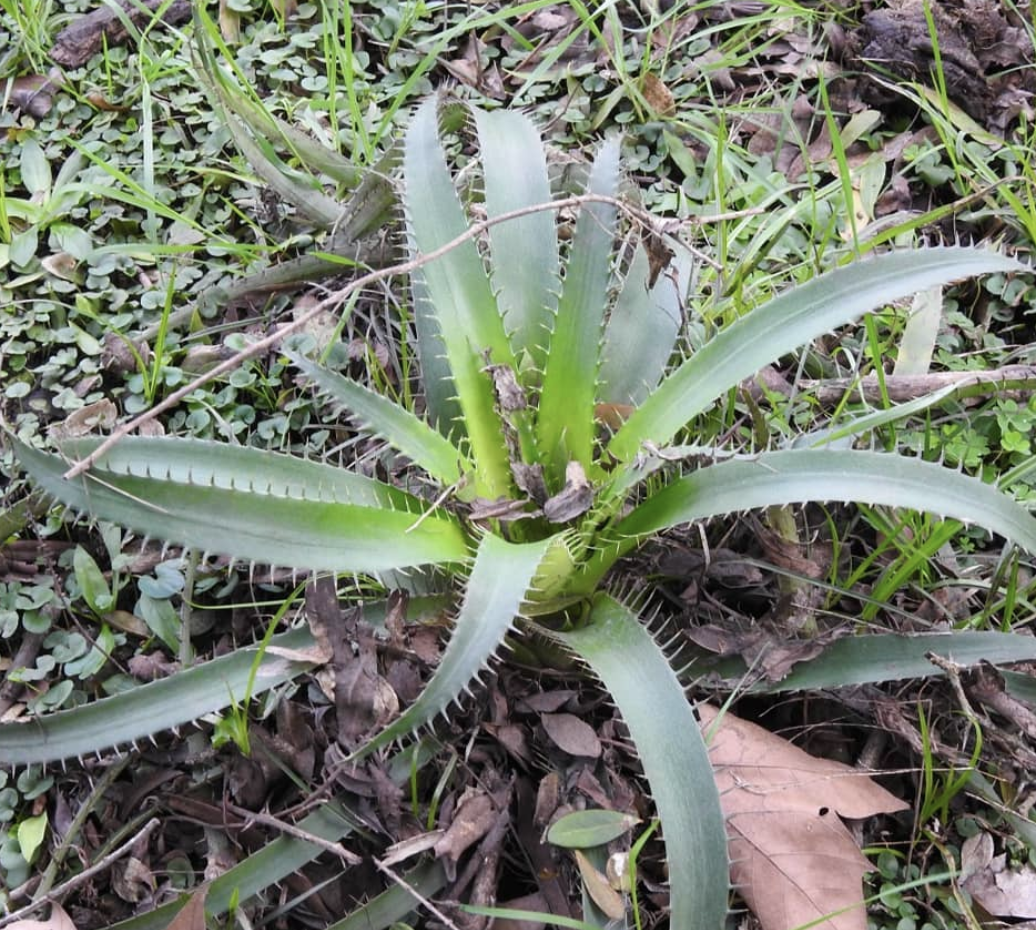 Caraguatá